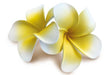 Double Plumeria Foam Hair Clip, Yellow & White - Hair Accessories - Leilanis Attic