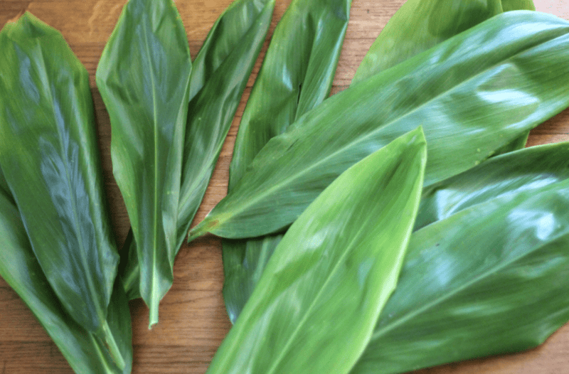 Ti Leaf Legend — Leilanis Attic