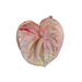 Anthurium Hair Clip Large Leilanis Attic
