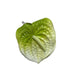 Anthurium Hair Clip Large Leilanis Attic