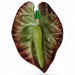 Anthurium Hair Stick, 2.5" CraftsWay