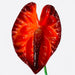Anthurium Hair Stick, 2.5" CraftsWay