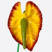 Anthurium Hair Stick, 2.5" CraftsWay