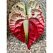 Anthurium Hair Stick, 3.5" CraftsWay