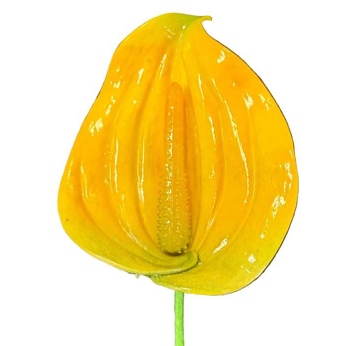 Anthurium Hair Stick, 3.5" CraftsWay