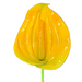 Anthurium Hair Stick, 3.5" CraftsWay