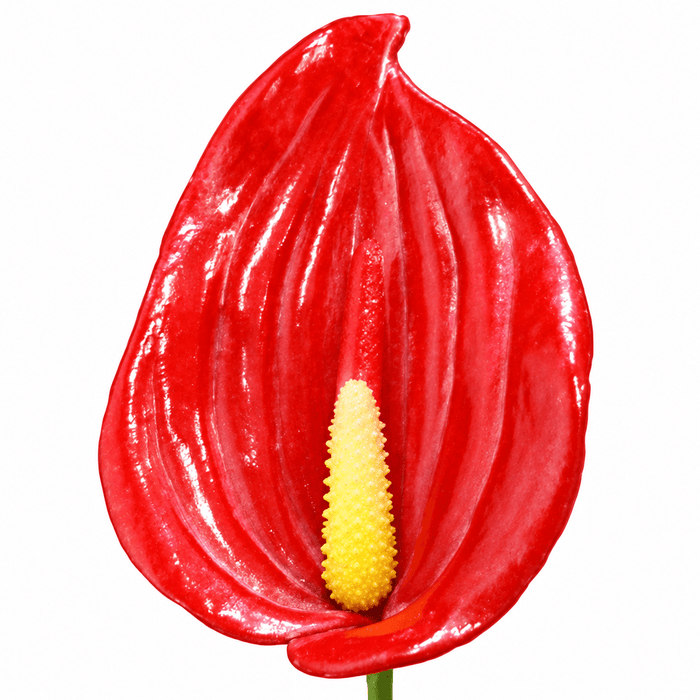 Anthurium Hair Stick, 3.5" CraftsWay