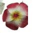 Foam Hibiscus Large Flower Hair Pick - Hair Accessories - Leilanis Attic