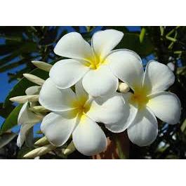 Monoi Tipanie Coconut Oil Monoi Tiare Tahiti