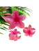TRIO OF PLUMERIA FLOWER HAIR CLIPS DK Hawaiian Collection