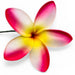 Plumeria Flower Hair (SE) Stick, 2.5" CraftsWay