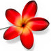 Plumeria Flower Hair (SE) Stick, 2.5" CraftsWay