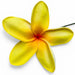 Plumeria Flower Hair (SE) Stick, 2.5" CraftsWay
