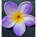 Plumeria Flower Hair Stick, 3" CraftsWay