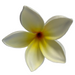 Plumeria Flower Hair Stick , 3"-Hair Claws & Clips-Leilanis Attic