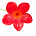 Plumeria Flower Hair Stick , 3.5" CraftsWay