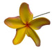 Plumeria Flower Hair Stick , 4"-Hair Claws & Clips-Leilanis Attic