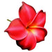 Plumeria Hair Stick, 3.5" - Hair Claws & Clips - Leilanis Attic