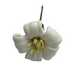 White puakenkeni flower hair pick