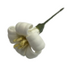 White flower with gold center 