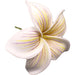 Striped Plumeria Hair Stick, 4" - Hair Claws & Clips