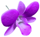 Dendrobium Orchid Hair Stick, 3" - Hair Claws & Clips - Leilanis Attic