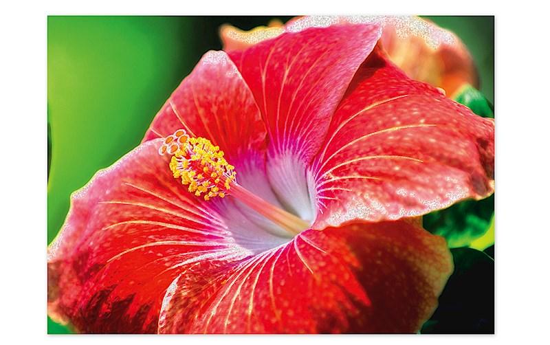 Greeting Card, Blank "Red Hibiscus" - Greeting Card - Leilanis Attic